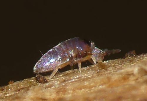 Lepidocyrtus curvicollis
